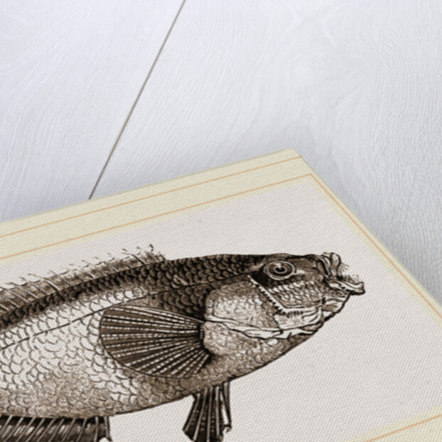 Gilt-head or Golden Maid by Anonymous