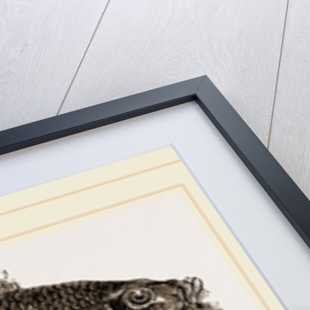 Gilt-head or Golden Maid by Anonymous