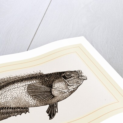 Gilt-head or Golden Maid by Anonymous