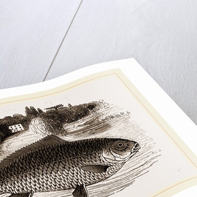 Carp by Anonymous