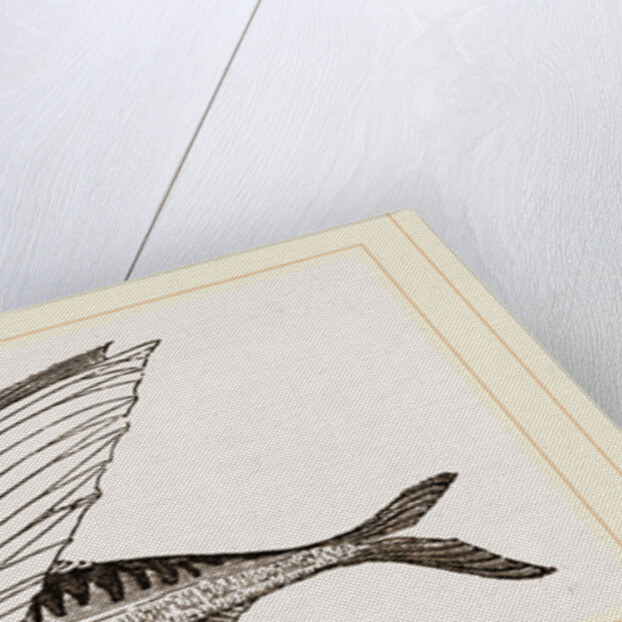 Flying-fish by Anonymous