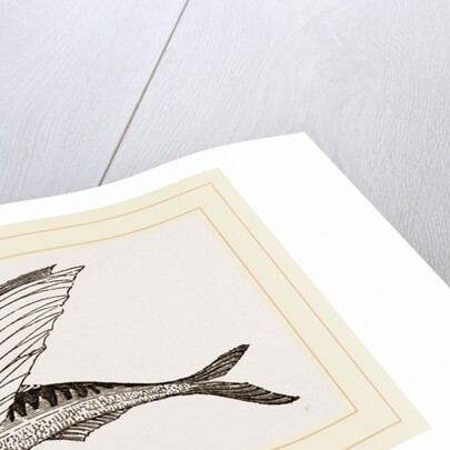 Flying-fish by Anonymous