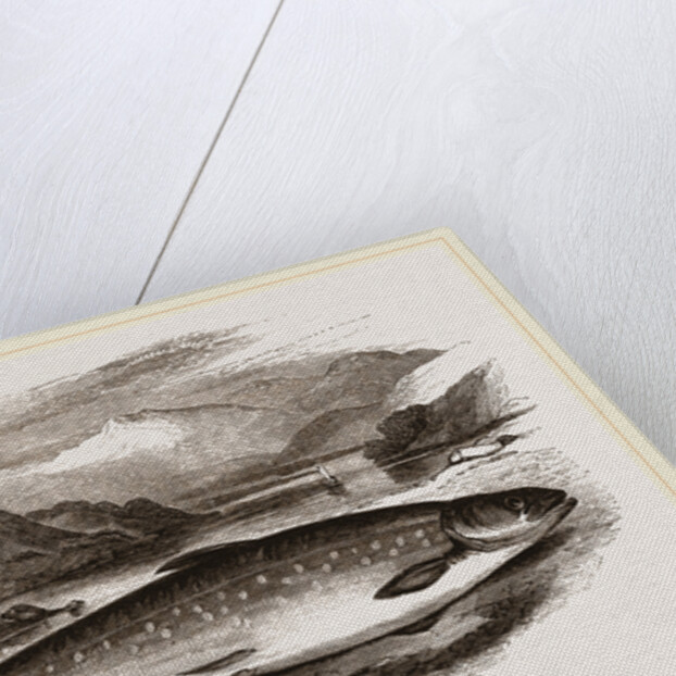 Northern Char by Anonymous