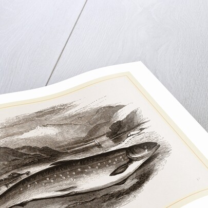 Northern Char by Anonymous