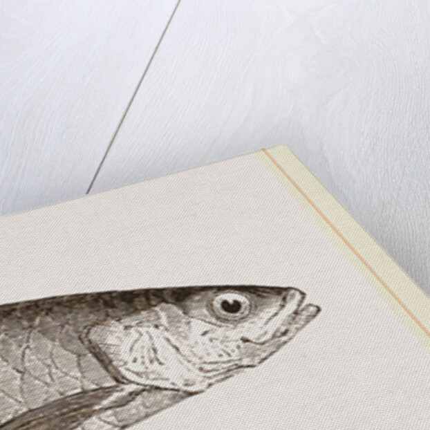 Pilchard by Anonymous