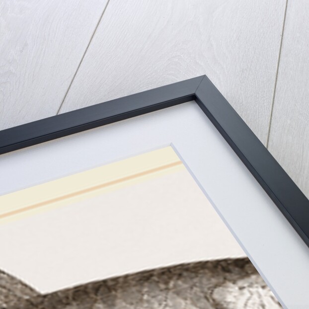 Pilchard by Anonymous