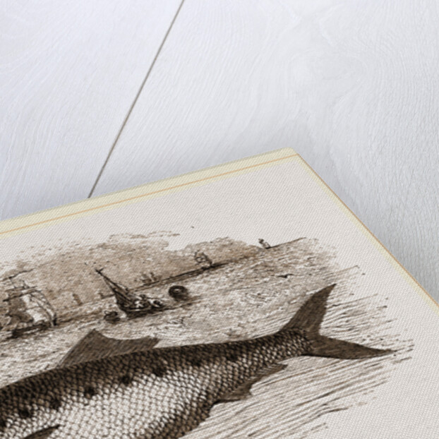 Twaite Shad or Twait Shad is a species of fish in the Clupeidae family by Anonymous