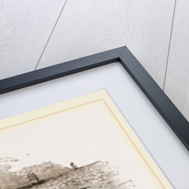 Twaite Shad or Twait Shad is a species of fish in the Clupeidae family by Anonymous