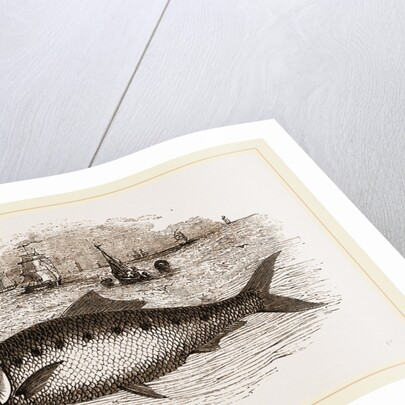 Twaite Shad or Twait Shad is a species of fish in the Clupeidae family by Anonymous