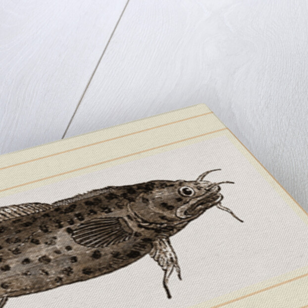 Three-bearded Rockling by Anonymous