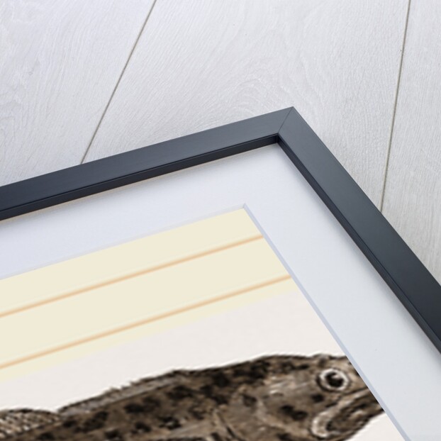 Three-bearded Rockling by Anonymous