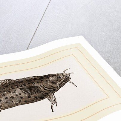 Three-bearded Rockling by Anonymous