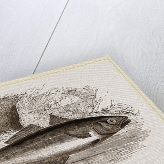 Coalfish by Anonymous