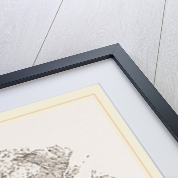 Coalfish by Anonymous