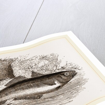 Coalfish by Anonymous