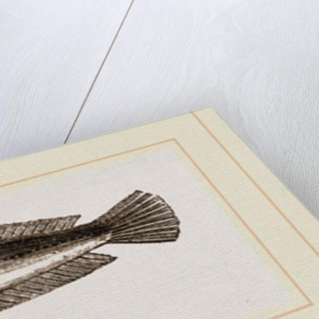 Five-bearded Rockling by Anonymous