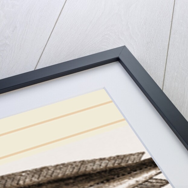 Five-bearded Rockling by Anonymous