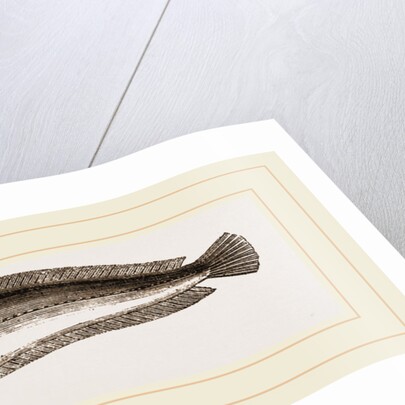 Five-bearded Rockling by Anonymous