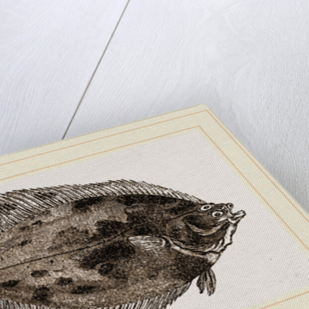 Flounder by Anonymous