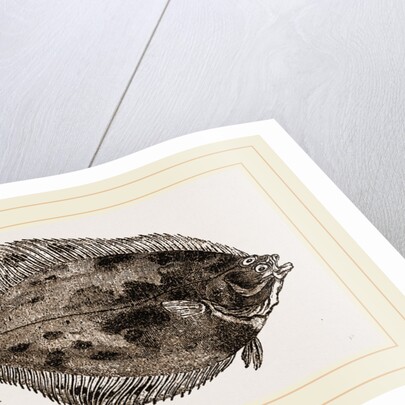 Flounder by Anonymous