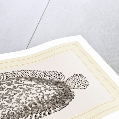 Marbled Sole by Anonymous