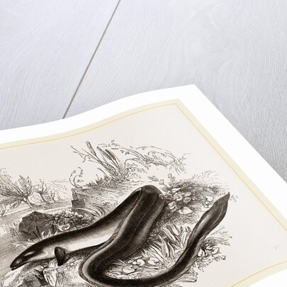 Sharp nosed Eel by Anonymous