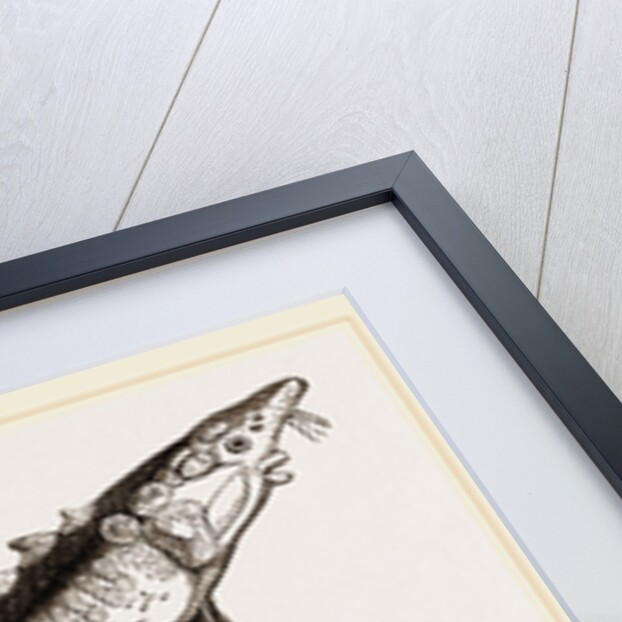 Beluga Sturgeon by Anonymous