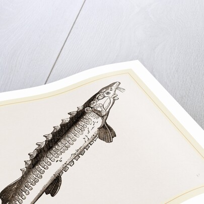 Beluga Sturgeon by Anonymous
