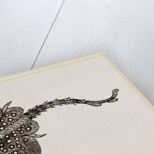 Thornback by Anonymous