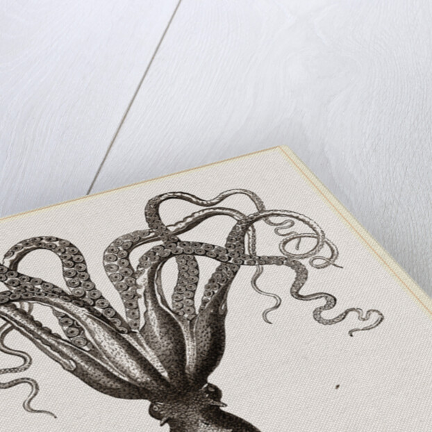 Common Cuttle-fish by Anonymous