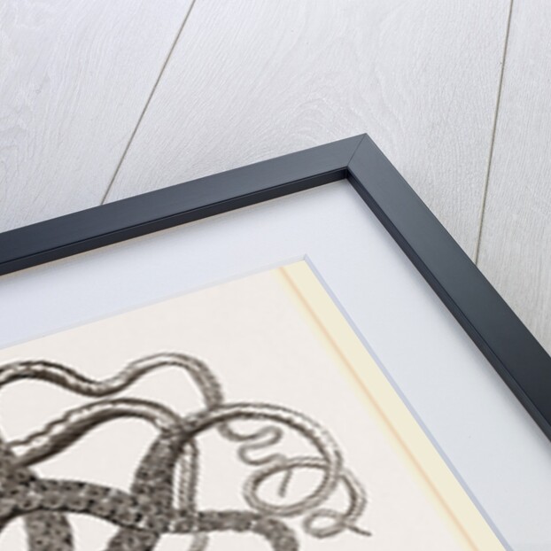 Common Cuttle-fish by Anonymous