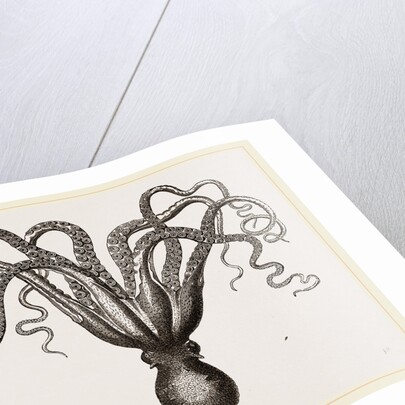 Common Cuttle-fish by Anonymous