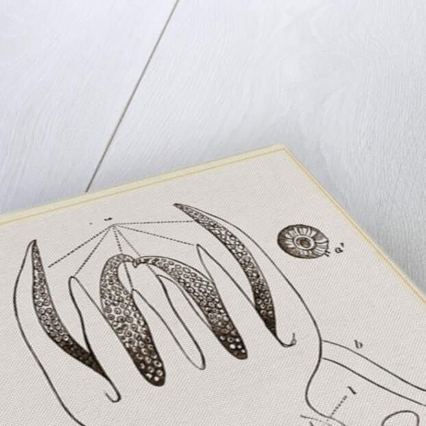 Head and Arms of Russia by Anonymous