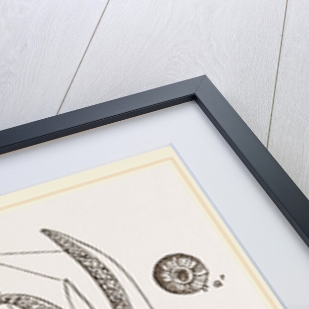 Head and Arms of Russia by Anonymous