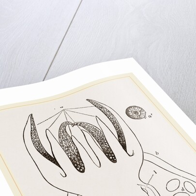 Head and Arms of Russia by Anonymous