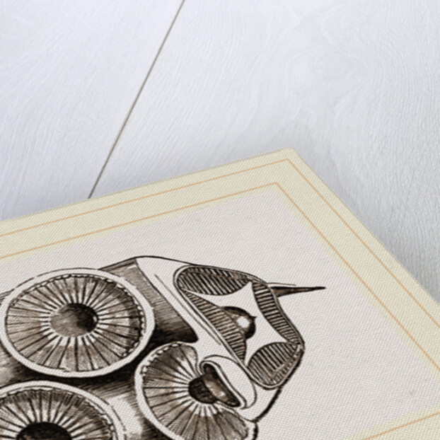 Suckers of Cuttle-fish by Anonymous