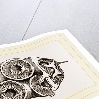 Suckers of Cuttle-fish by Anonymous