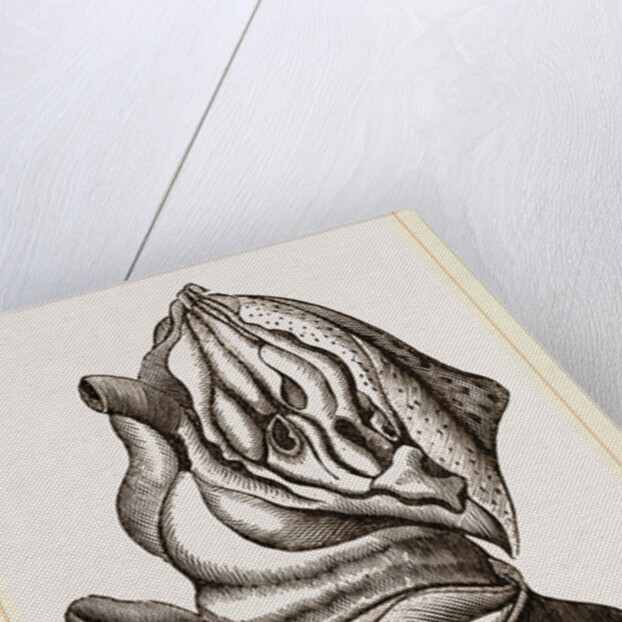 Nautilus from Rhumphius by Anonymous