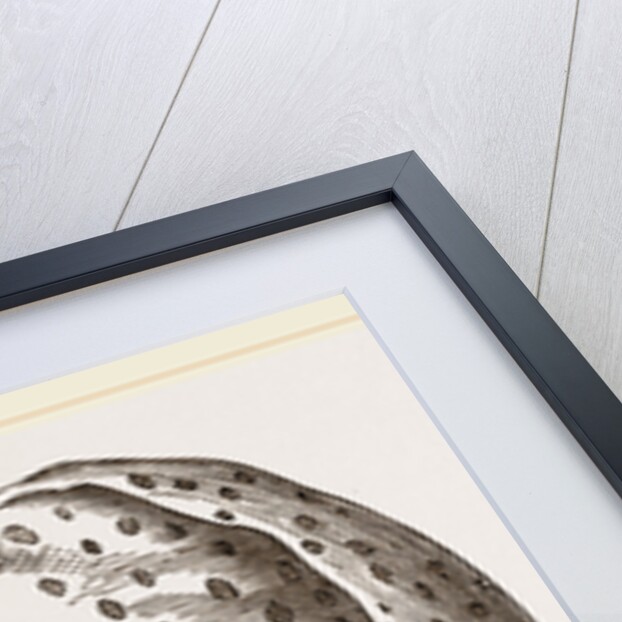 Nautilus from Denys de Montford by Anonymous