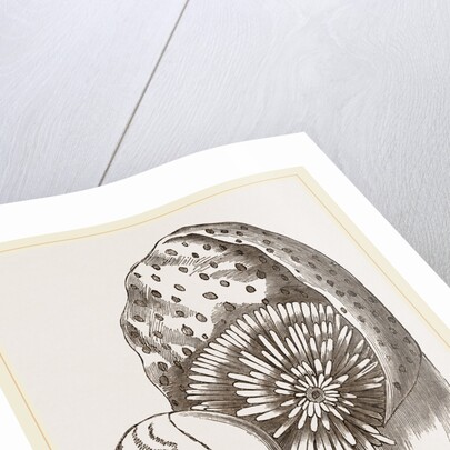 Nautilus from Denys de Montford by Anonymous