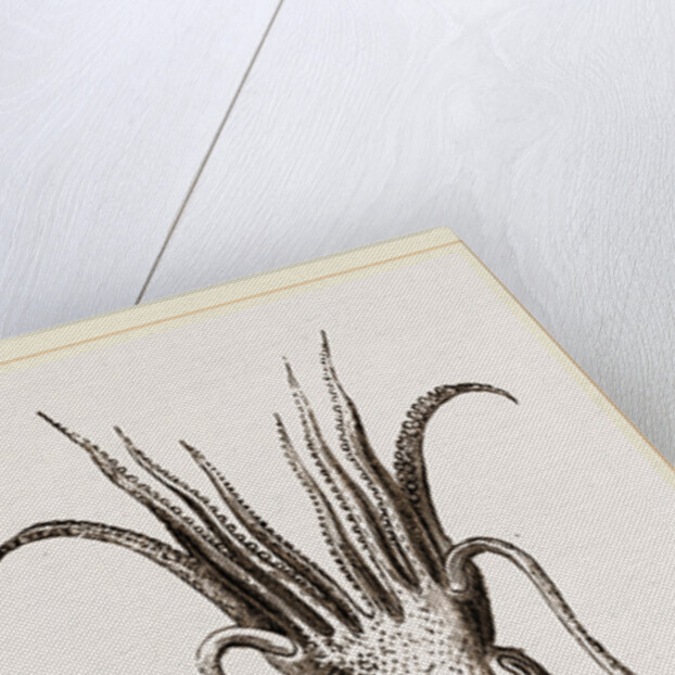 Officinal Cuttle-fish by Anonymous