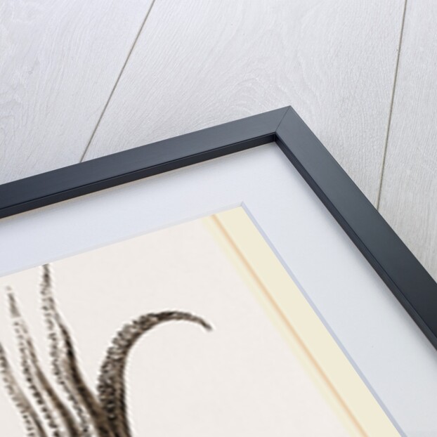 Officinal Cuttle-fish by Anonymous