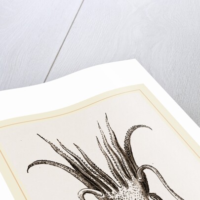 Officinal Cuttle-fish by Anonymous