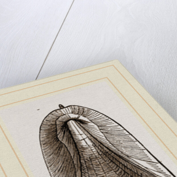Internal Shell of Cuttle-fish by Anonymous