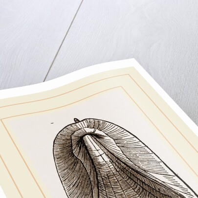 Internal Shell of Cuttle-fish by Anonymous