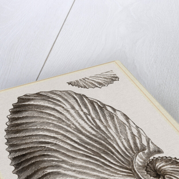 Shell of Argonaut by Anonymous