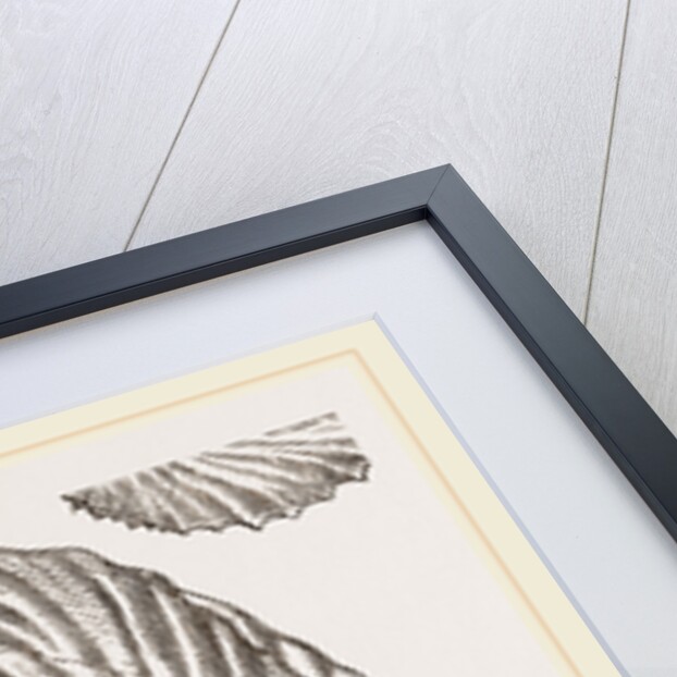 Shell of Argonaut by Anonymous