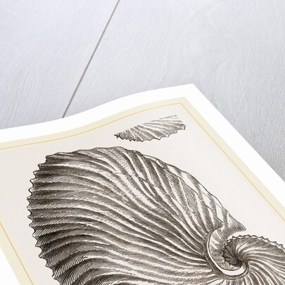 Shell of Argonaut by Anonymous