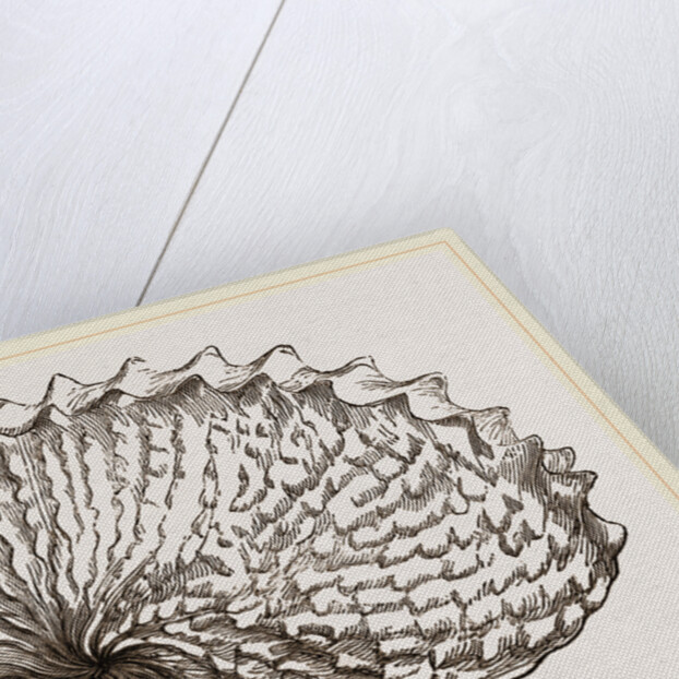 Shell of Tuberculous Argonaut by Anonymous