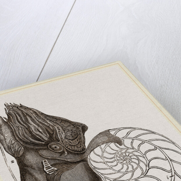 Pearly Nautilus by Anonymous